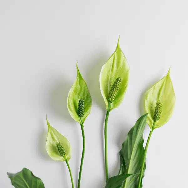 peace lily flower (600 × 600 px)